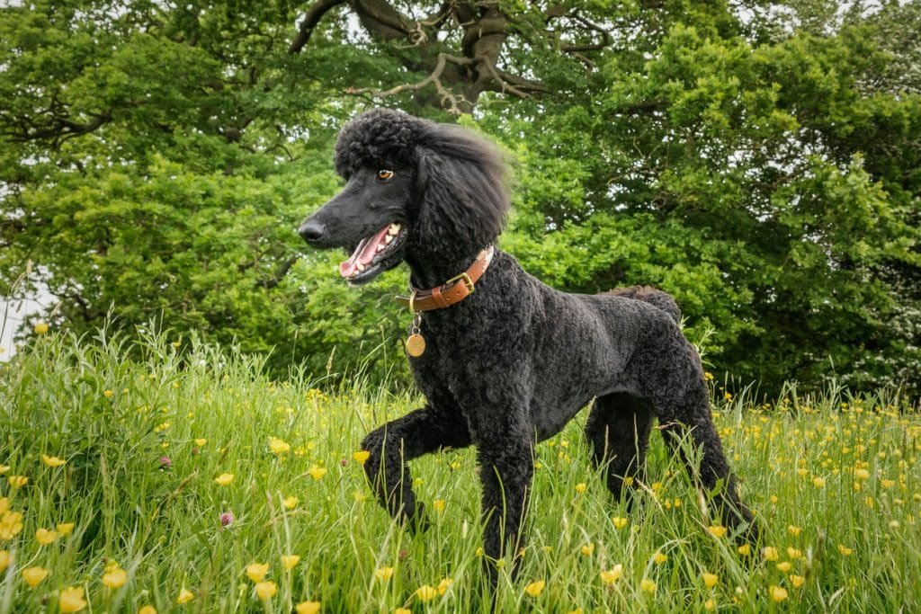 Standard Poodle