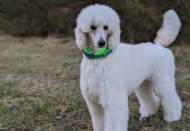 Standard Poodle