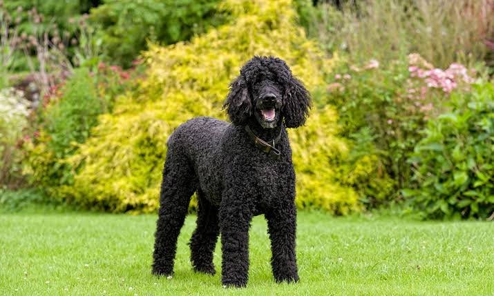 Standard Poodle