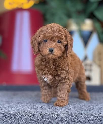 Toy Poodle