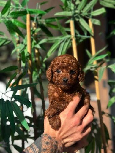 Toy Poodle
