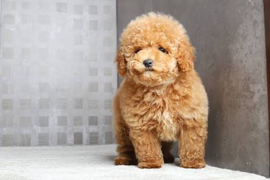 Toy Poodle