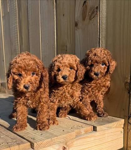 Toy Poodle