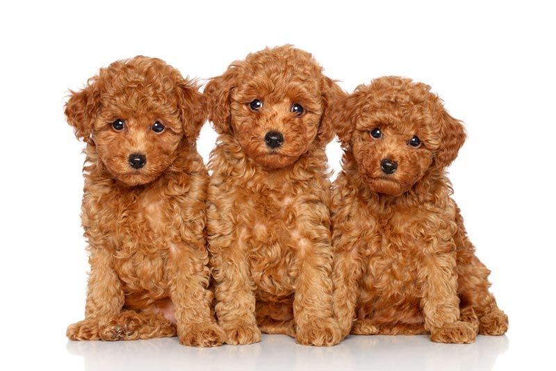 Toy Poodle