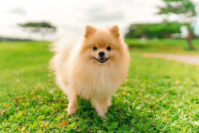 Jual anjing dapat diskon pasang iklan