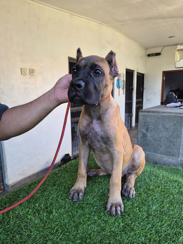 Jual Puppy Cane Corso 5 Bulan Sudah Pelatihan Dasar di Bali
