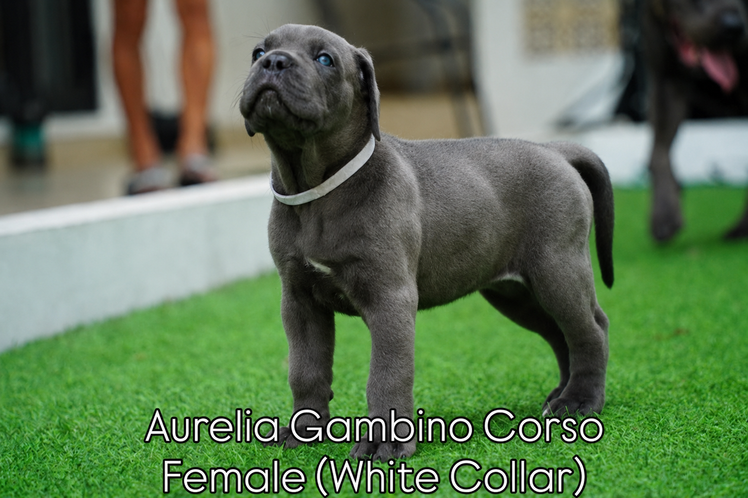 Cane Corso Pedigree Puppies – Import Bloodline