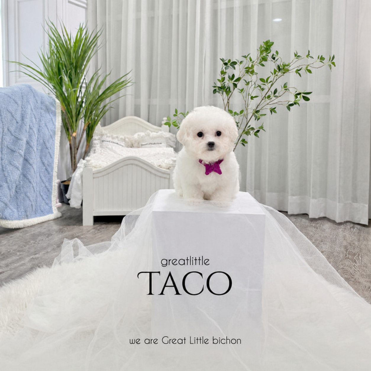 Tiny Korean Line Bichon Frise – Taco Libero