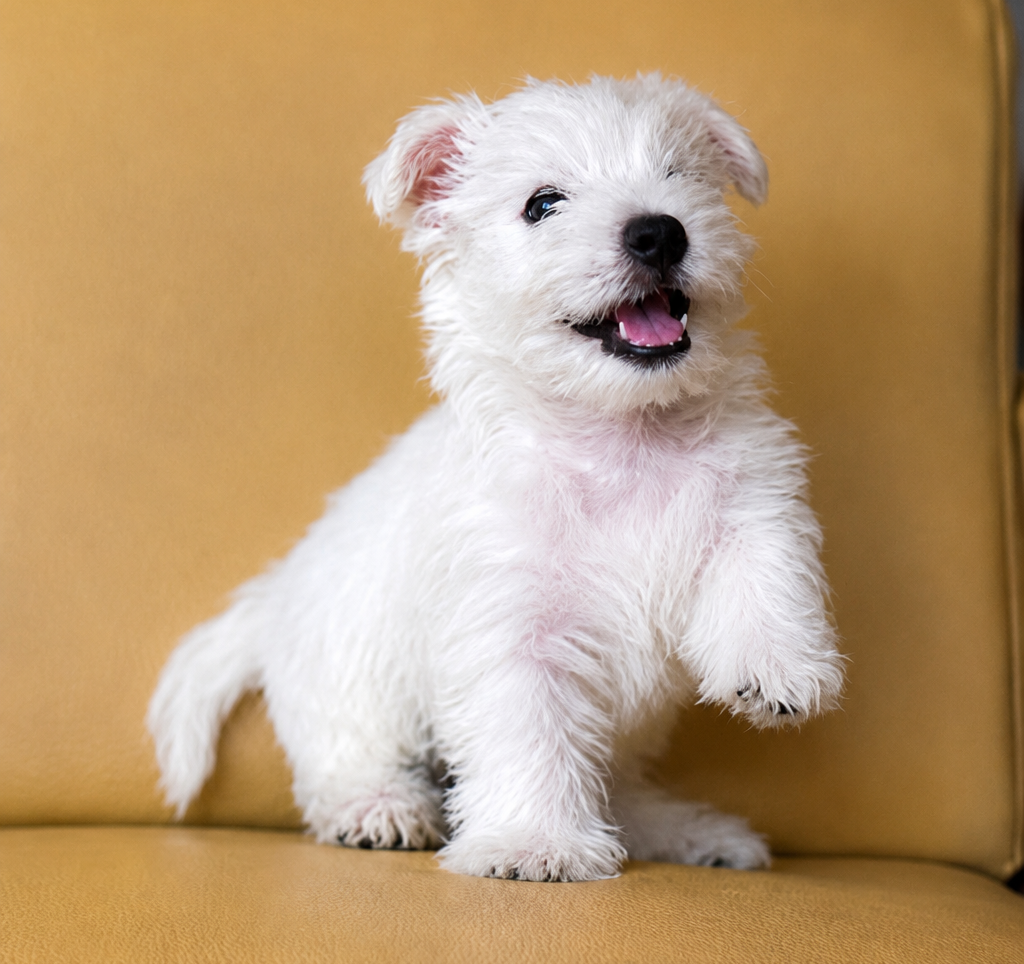 West Highland White Terrier Jantan Siap Dipelihara