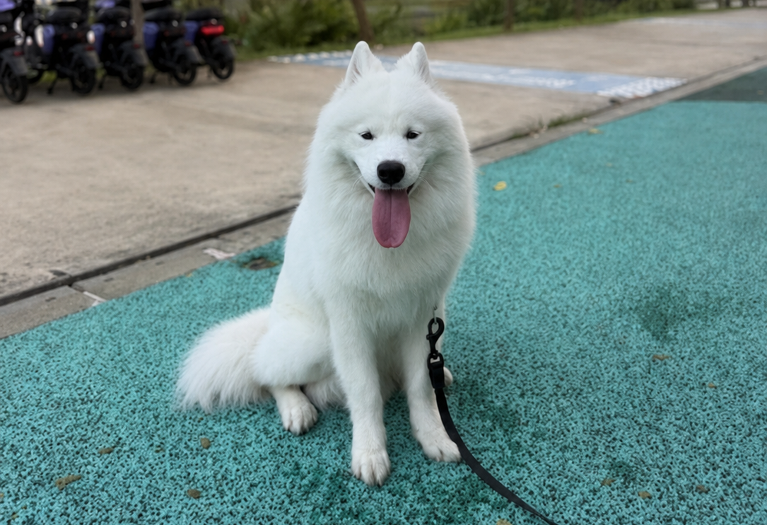 Jual Anjing Samoyed Jantan