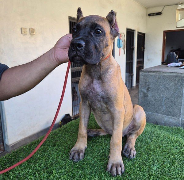 Jual Puppy Cane Corso 5 Bulan Sudah Pelatihan Dasar di Bali