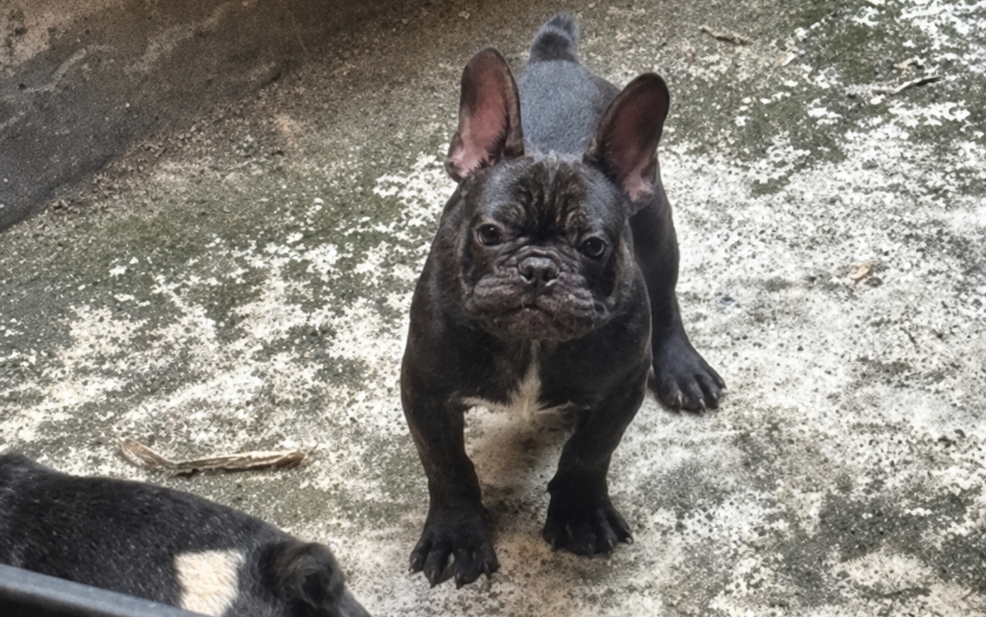 2 Ekor French Bulldog Jantan Usia 4 Bulan di Jakarta Selatan