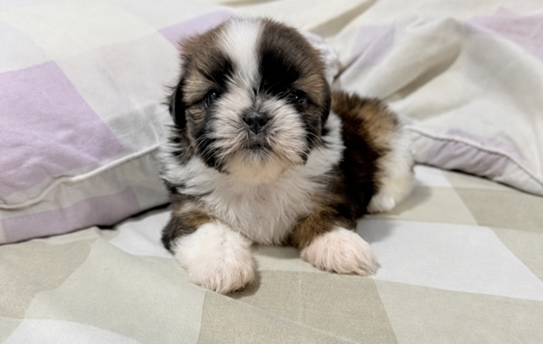 Anak Anjing Shih Tzu Jantan dan Betina di Jakarta