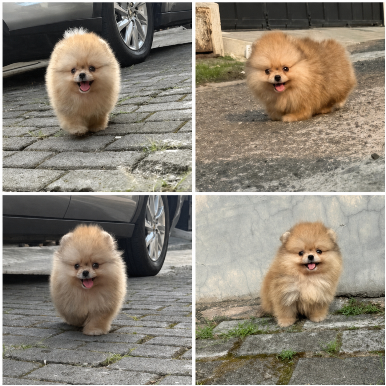 Super Mini Pomeranian Jantan Rare Colour di Tangerang