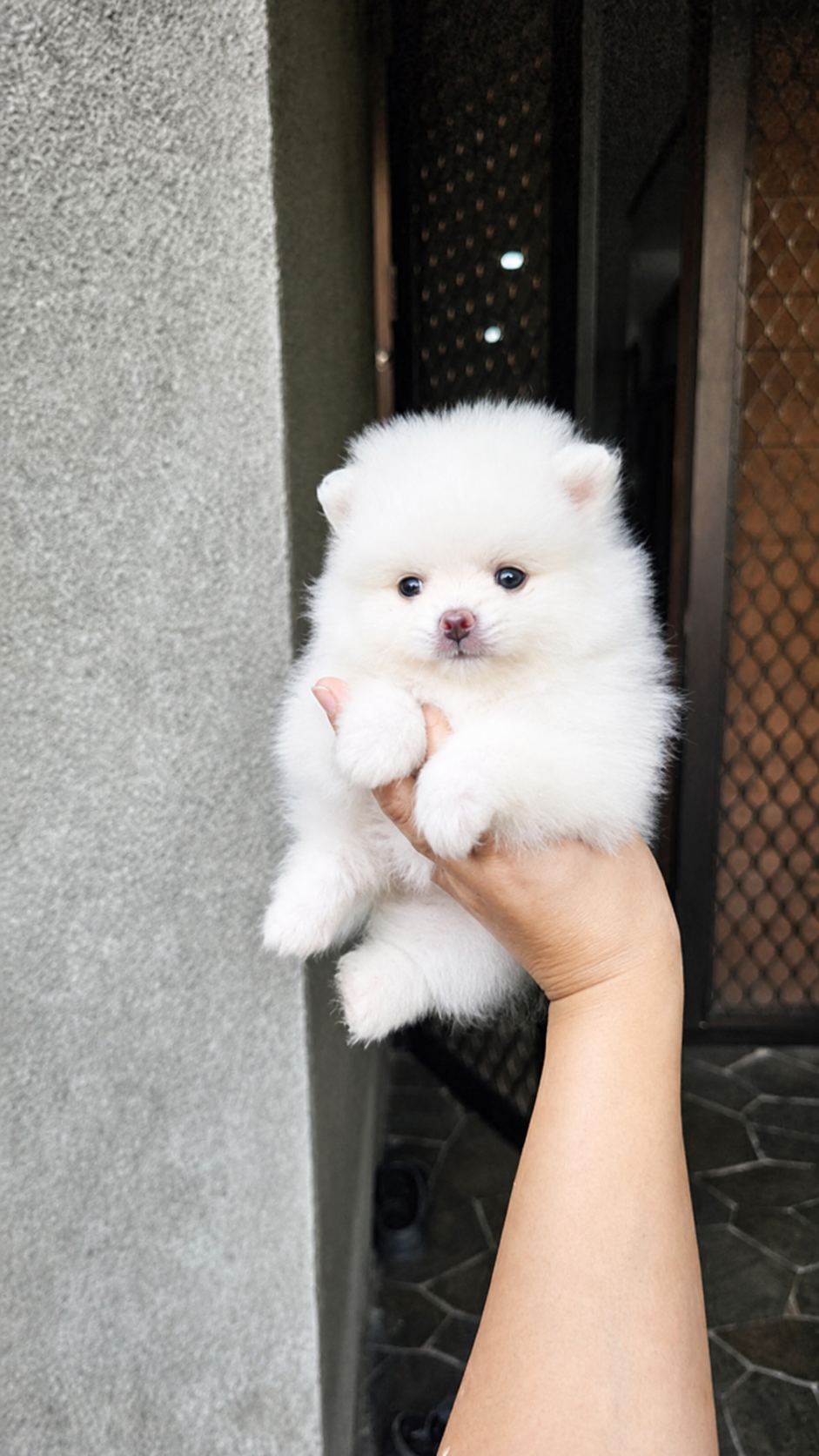 Pomeranian Super Mini Micro Jantan di Jakarta Selatan