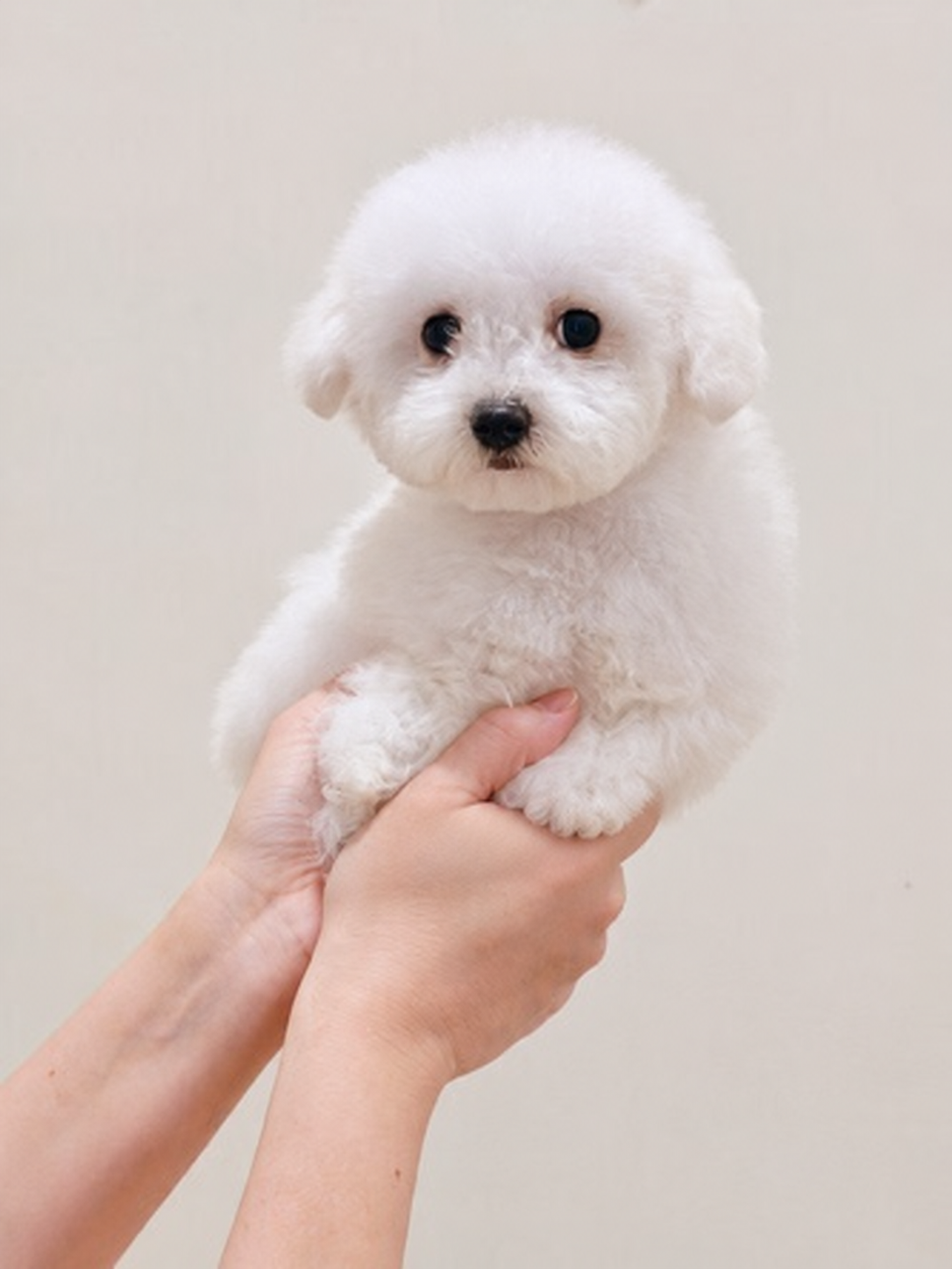 Jual Korean Bichon Frise Jantan Tiny di Surabaya