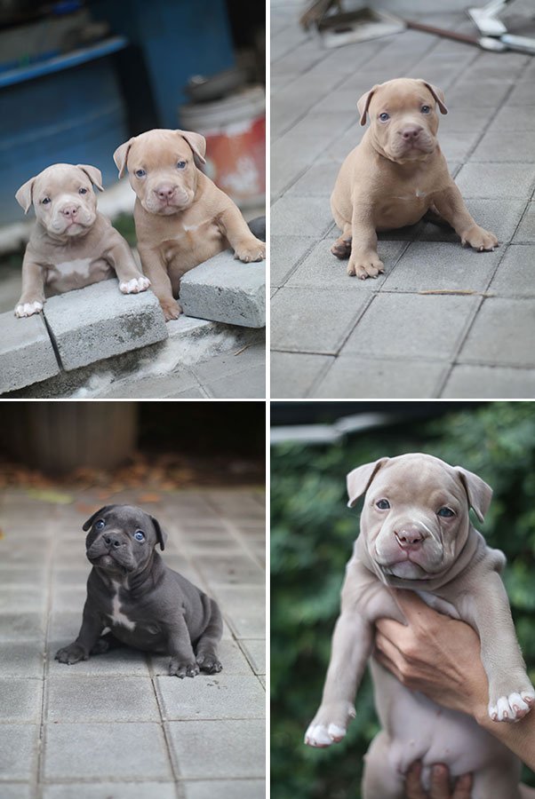 Booking American Bully Blue, Fawn, dan Lilac di Yogyakarta