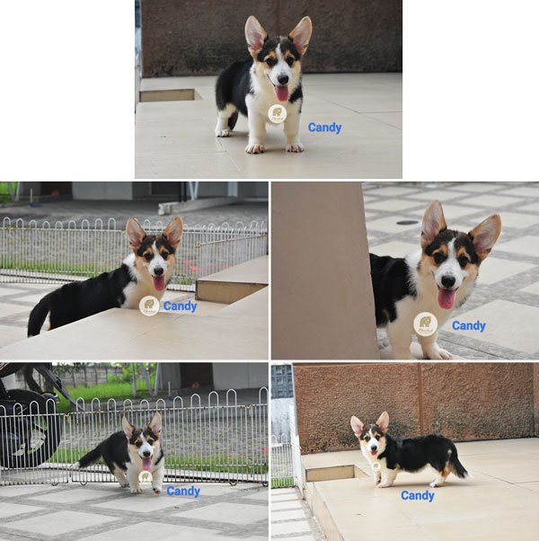 Jual 1 Ekor Mini Pembroke Corgi Betina Berkualitas – Candy