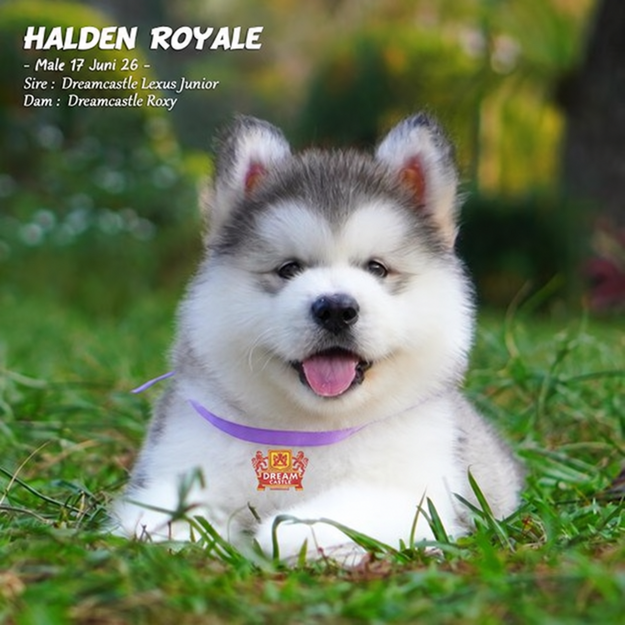 Jual 2 Alaskan Malamute Jantan Longhair di Bandung