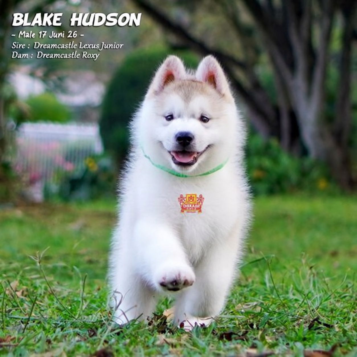 Blake Hudson, Alaskan Malamute jantan longhair