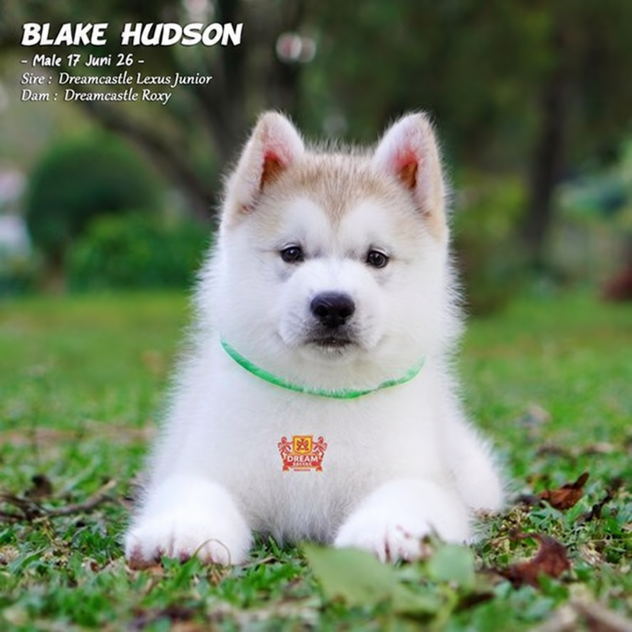 Blake Hudson, Alaskan Malamute jantan longhair