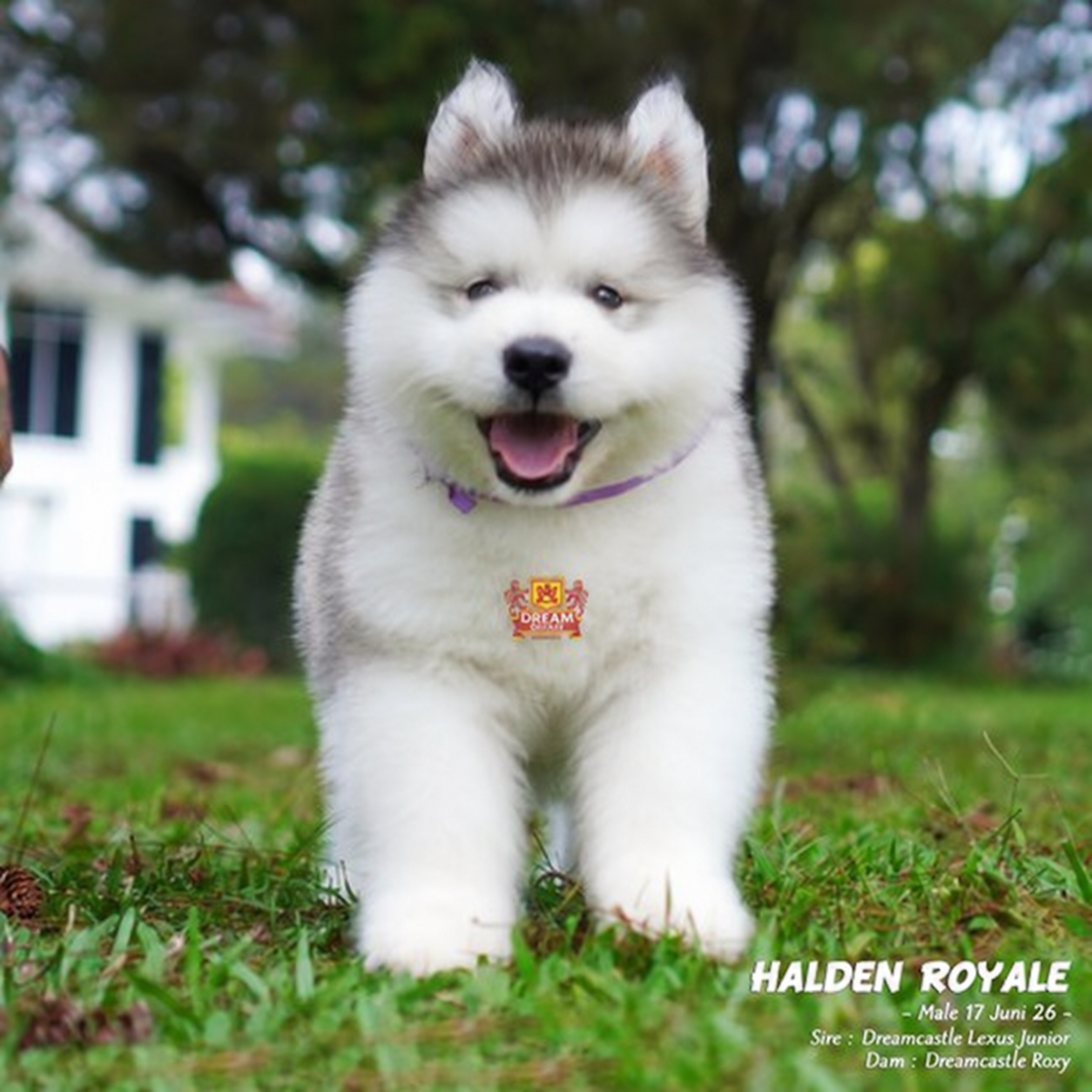 Halden Royale, Alaskan Malamute jantan longhair