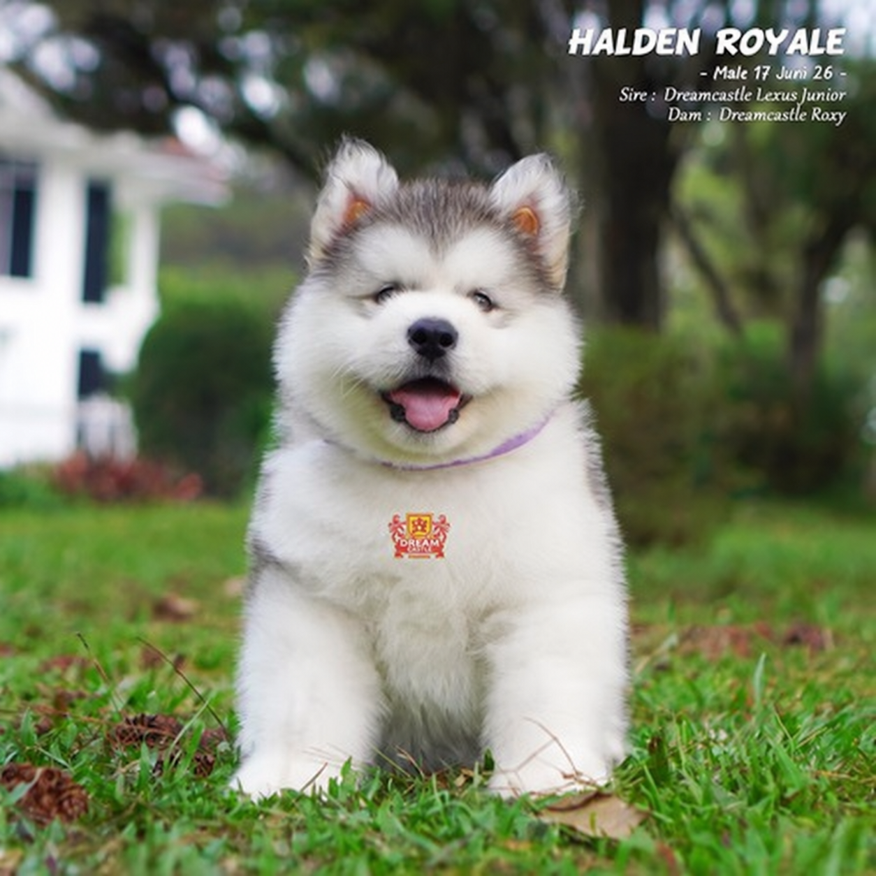 Halden Royale, Alaskan Malamute jantan longhair