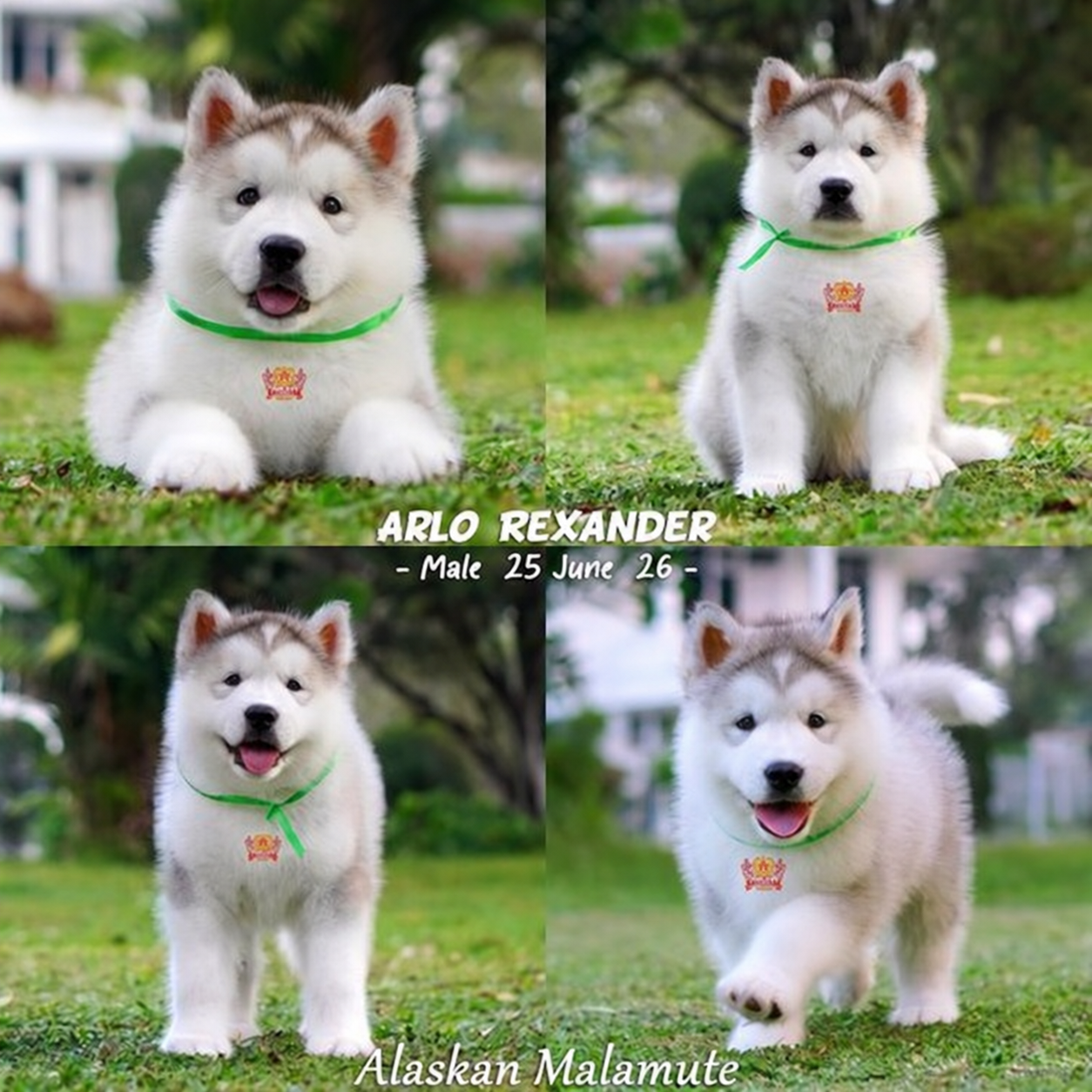 Arlo Rexander, Alaskan Malamute jantan