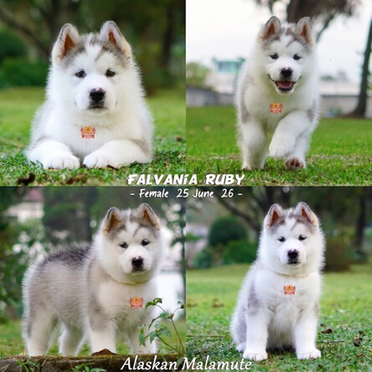 Falvania Ruby, Alaskan Malamute betina