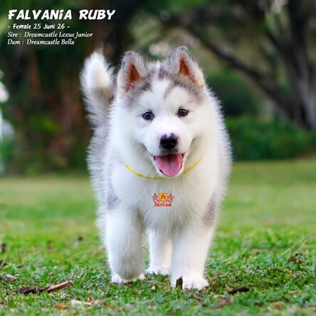 Falvania Ruby, Alaskan Malamute betina