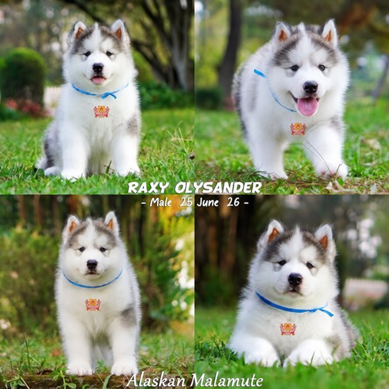 Raxy Olysander, Alaskan Malamute jantan
