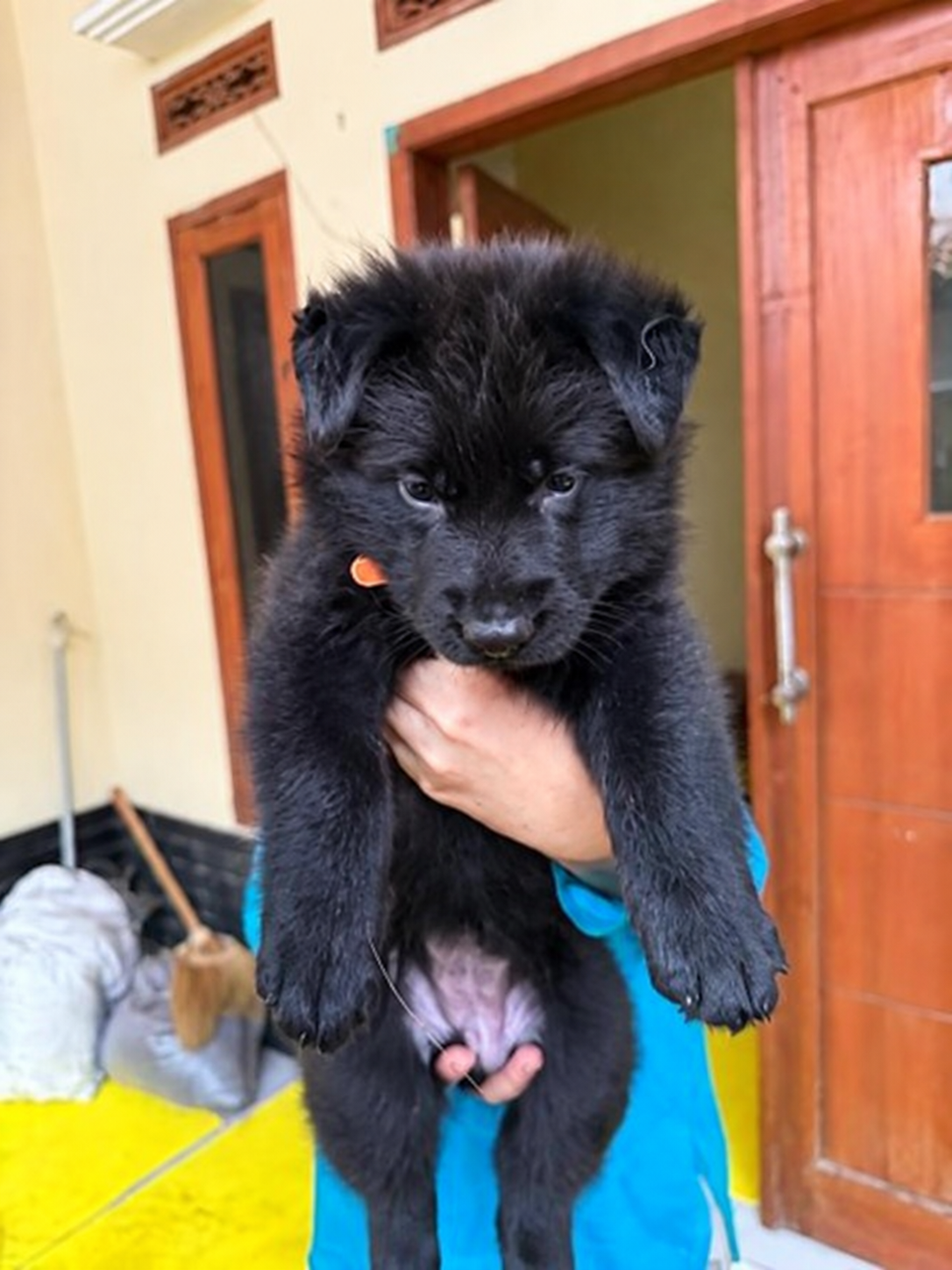 Jual All Black German Shepherd Puppy Betina Working Line di Bandung