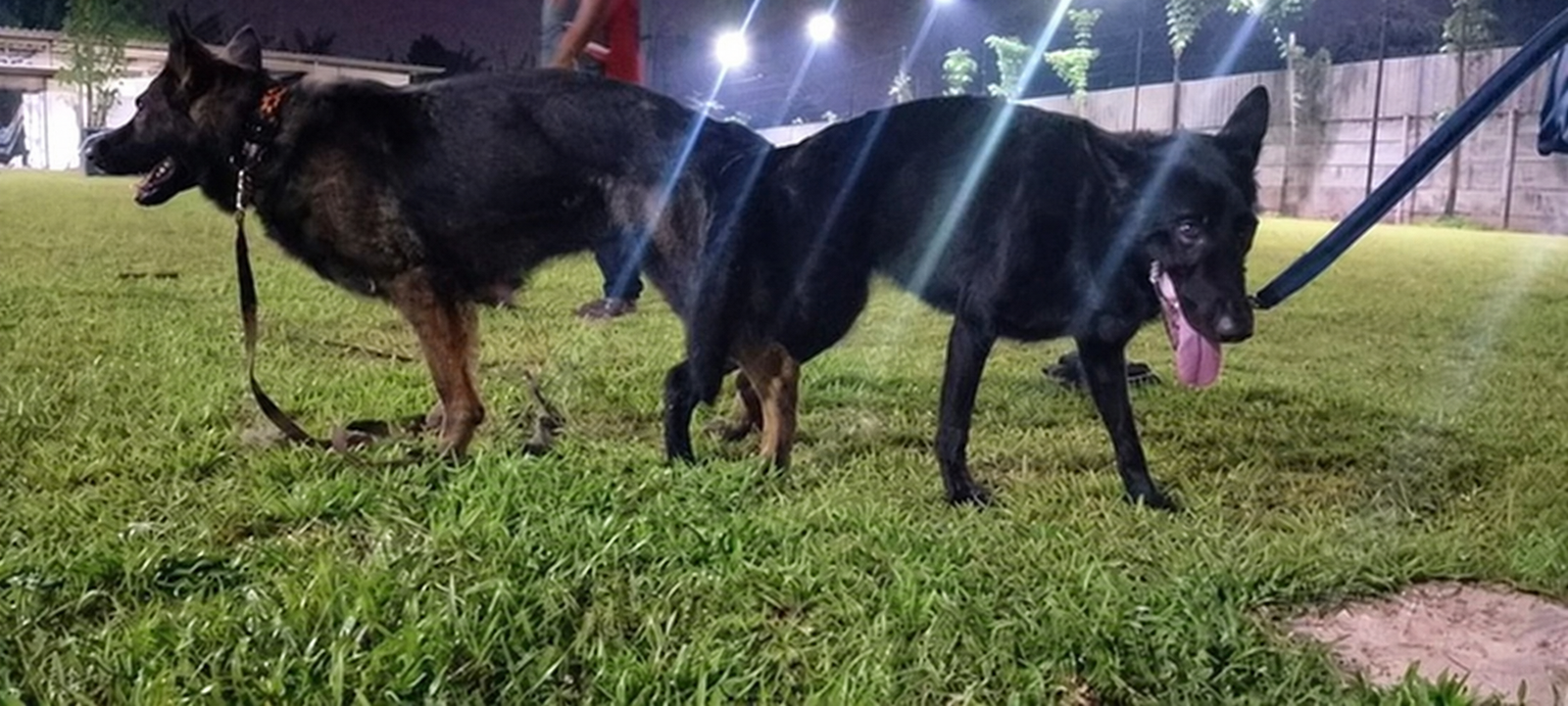 Kedua indukan German Shepherd working line