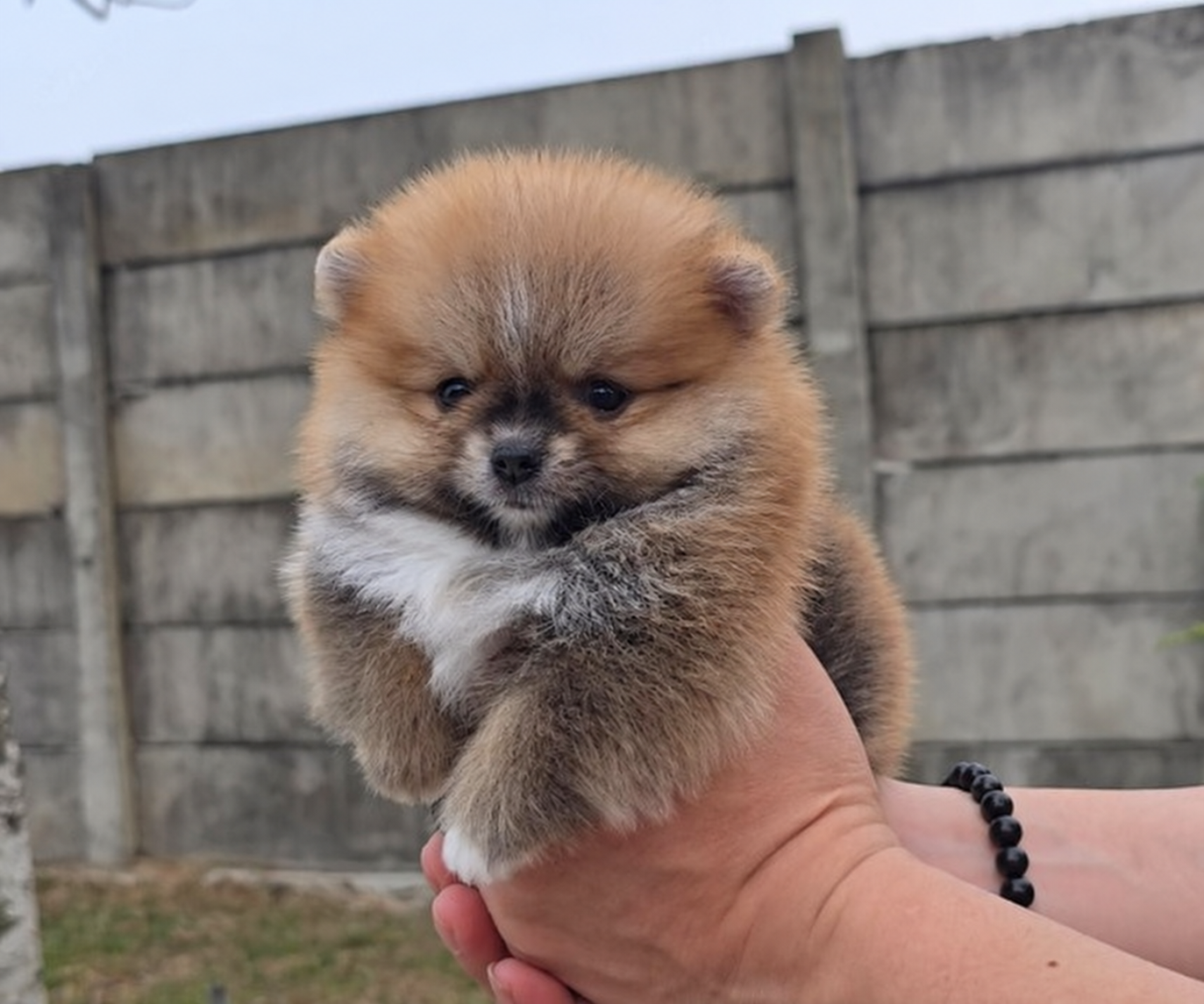 Jual Anakan Pomeranian Jantan di Tangerang