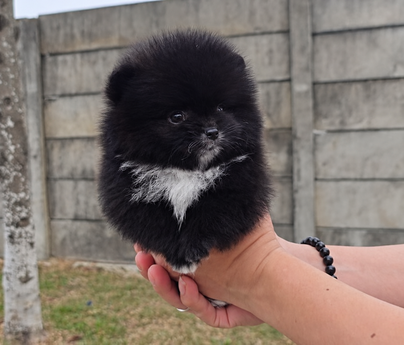 Foto Pomeranian jantan di Tangerang 2