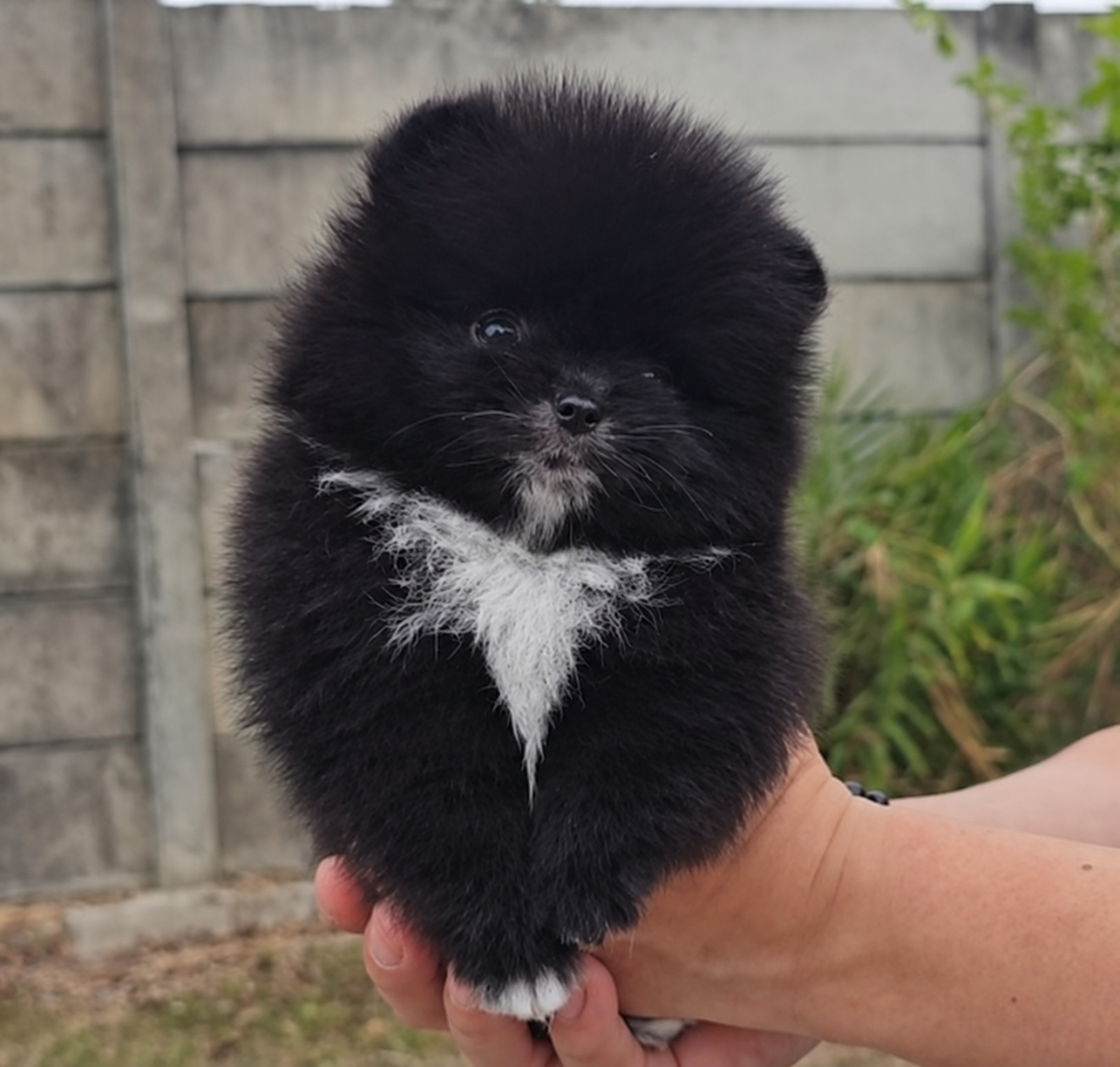 Foto Pomeranian jantan di Tangerang 3