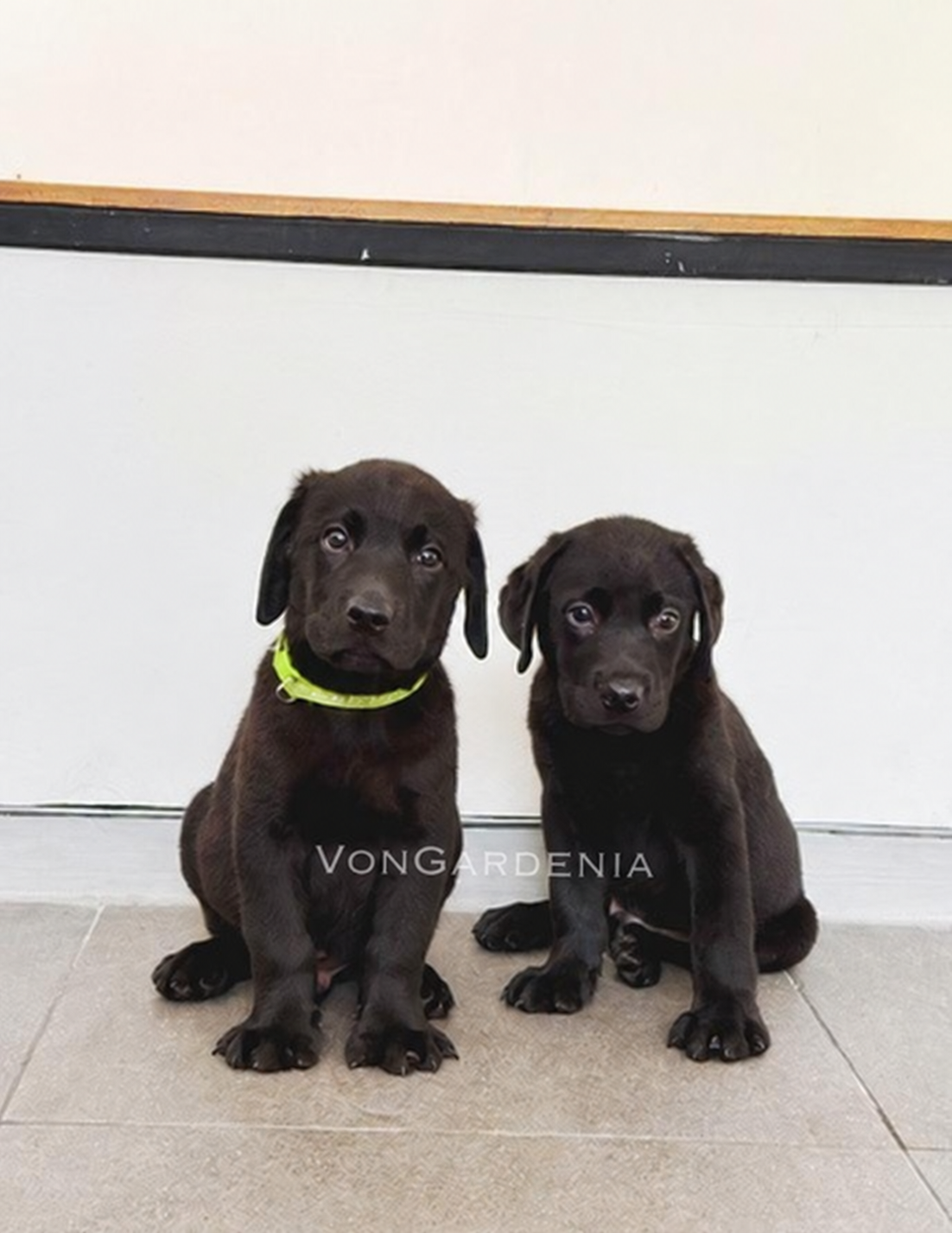 Jual Black Labrador Jantan Big Bone di Jakarta
