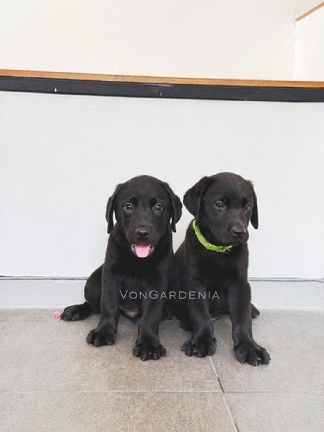 Foto Black Labrador jantan big bone di Jakarta 2
