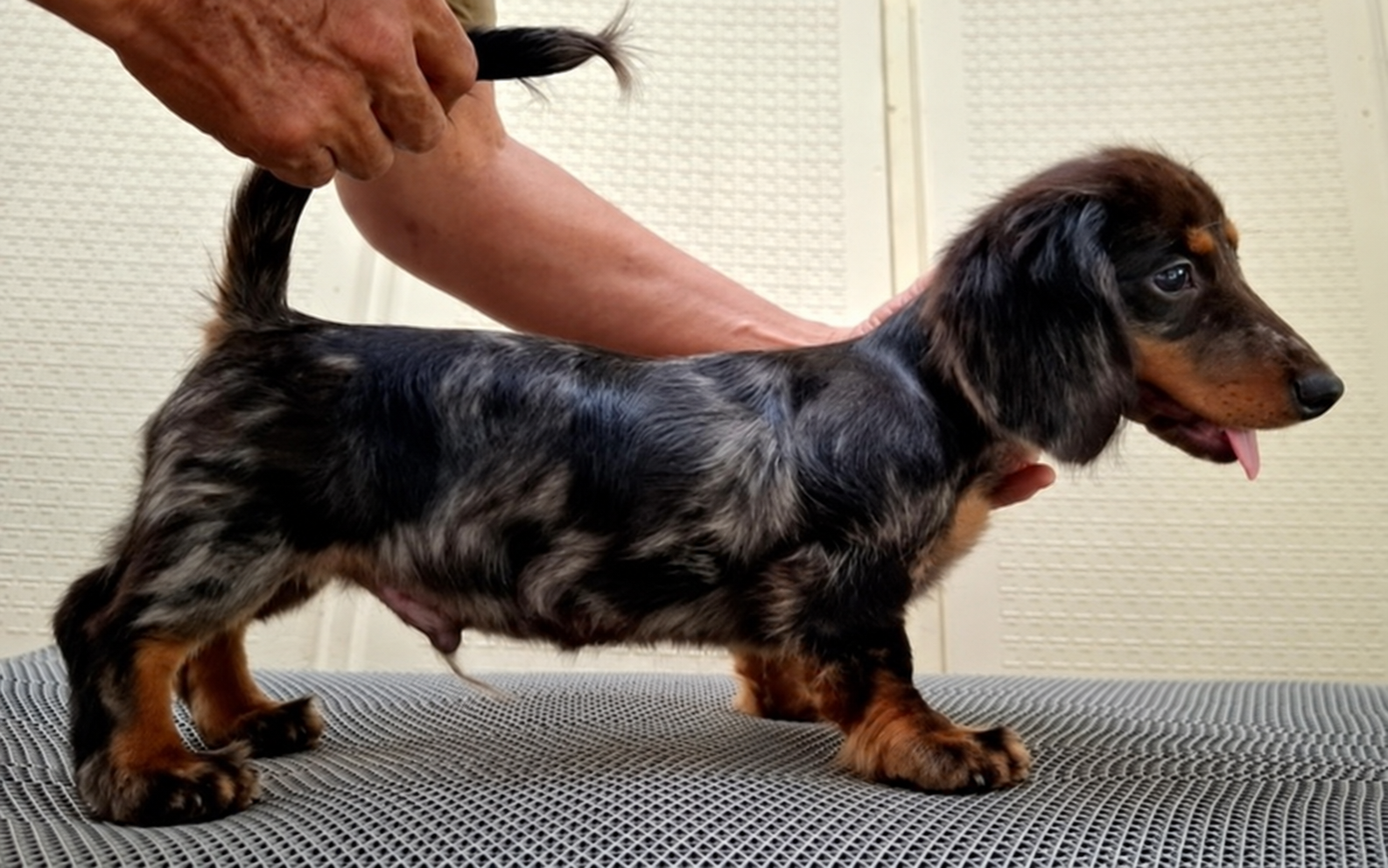 Jual Dachshund Jantan Black Dapple Long Hair di Bandung
