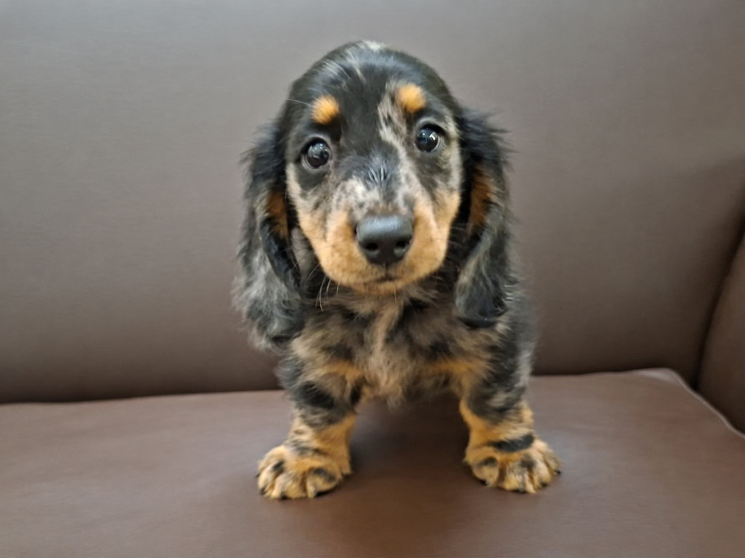 Dachshund di Bandung