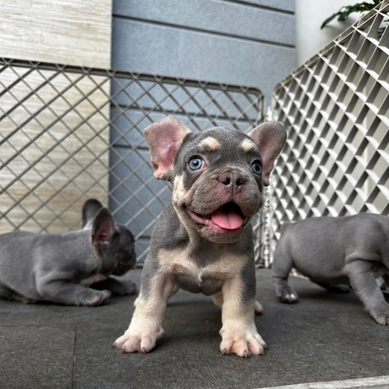 French Bulldog di Jakarta