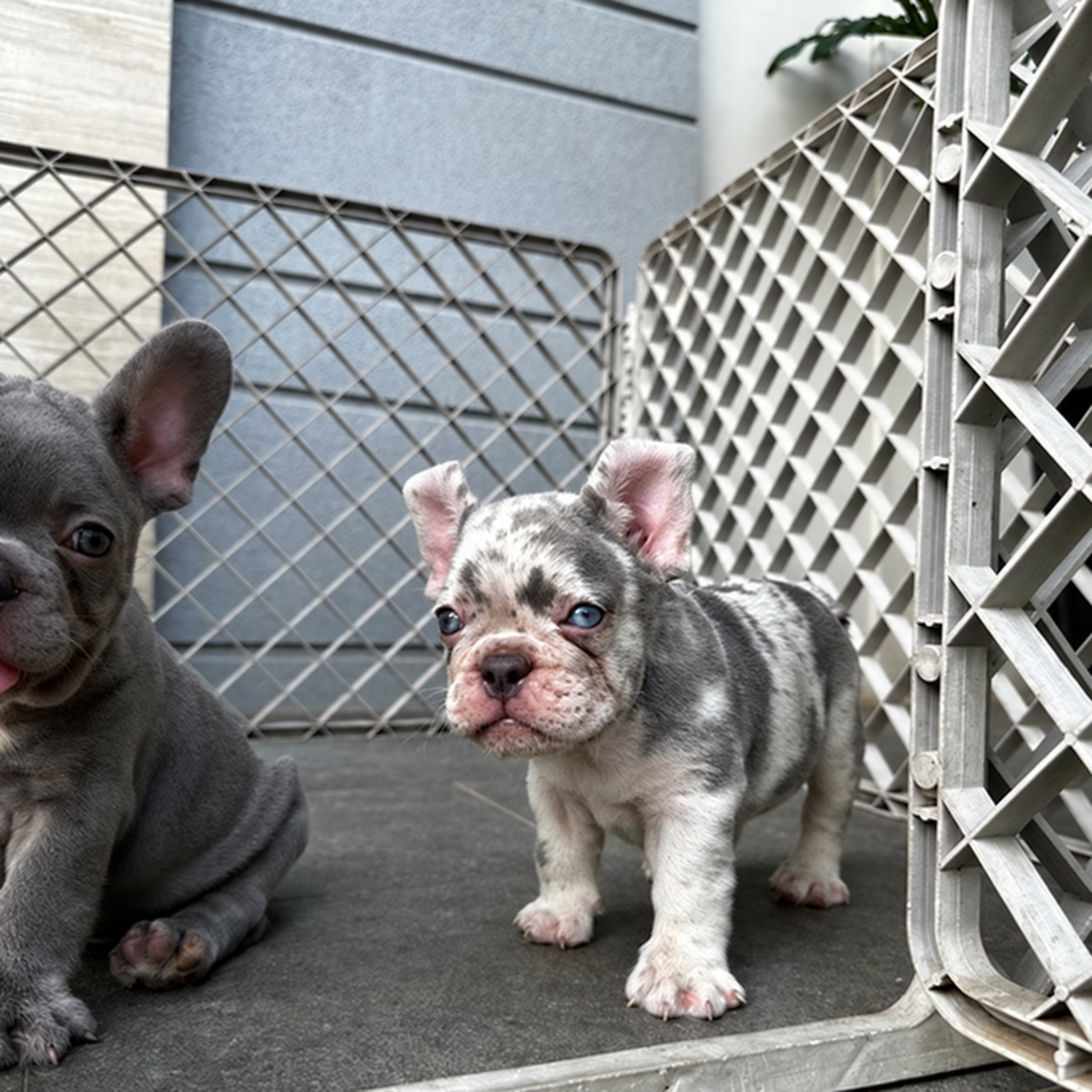French Bulldog di Jakarta