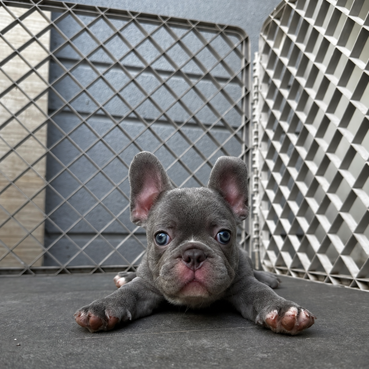 French Bulldog di Jakarta