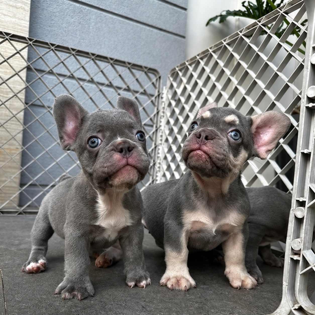 French Bulldog di Jakarta