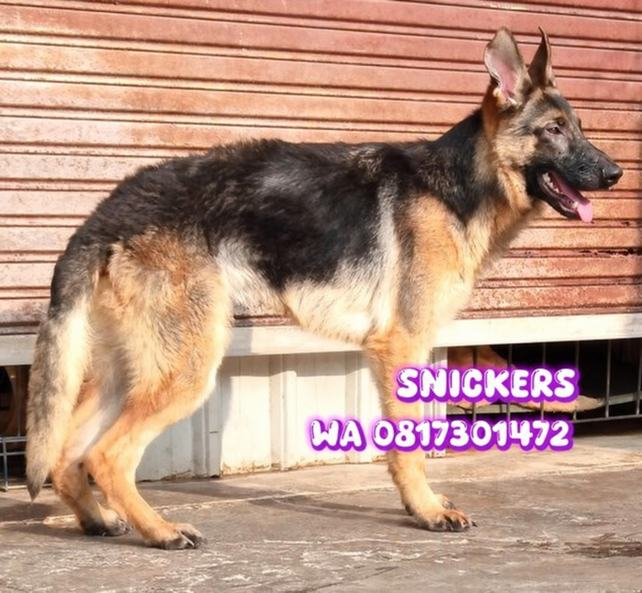 Jual Herder Jantan Remaja Snickers di Malang