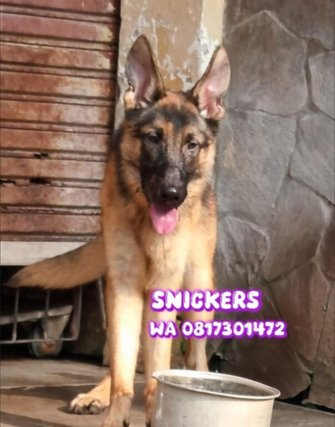Foto Herder jantan Snickers di Malang 2