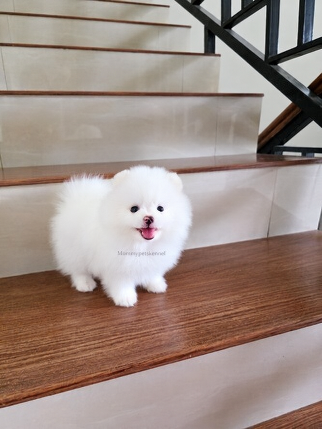 Jual Pomeranian Supermini Putih Betina di Jakarta Selatan