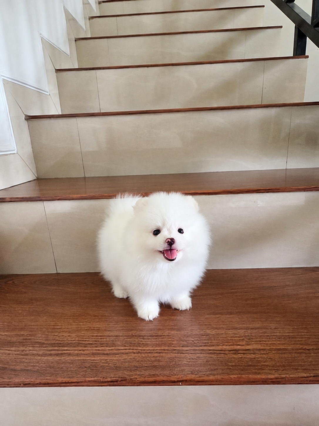 Pomeranian di Jakarta Selatan