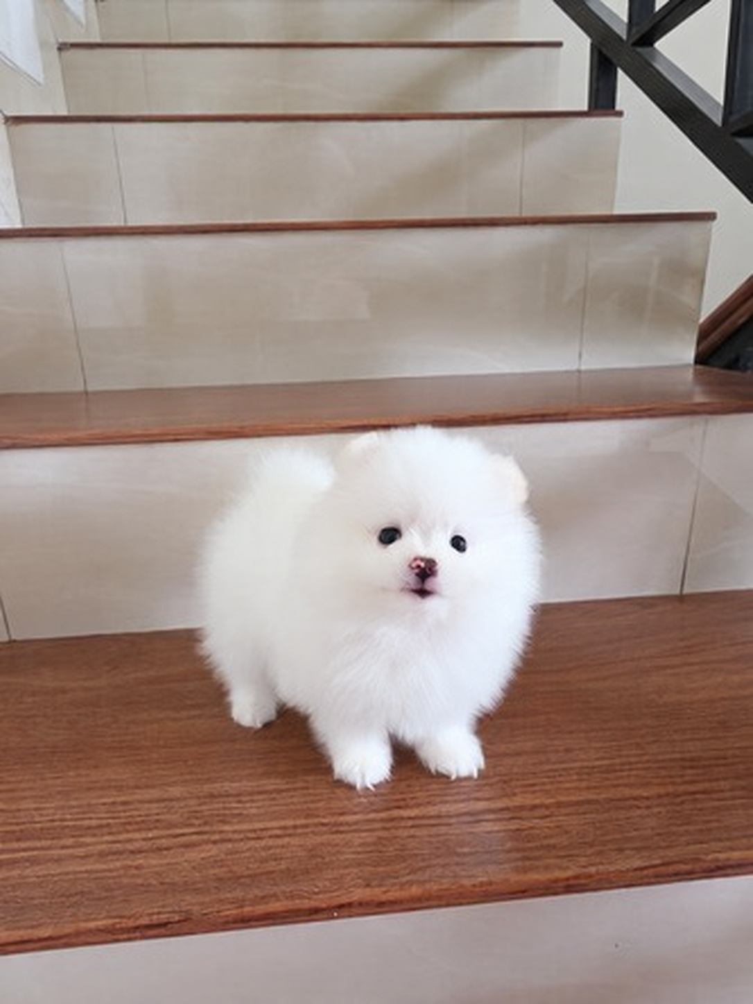 Pomeranian di Jakarta Selatan