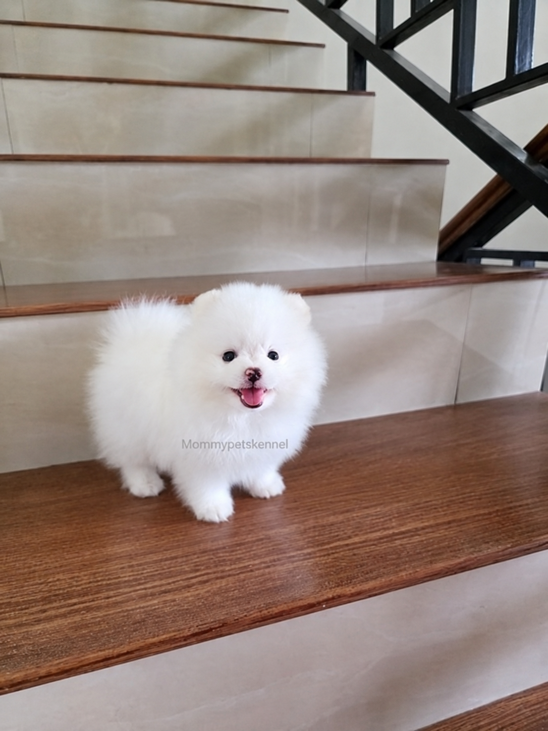 Pomeranian di Jakarta Selatan